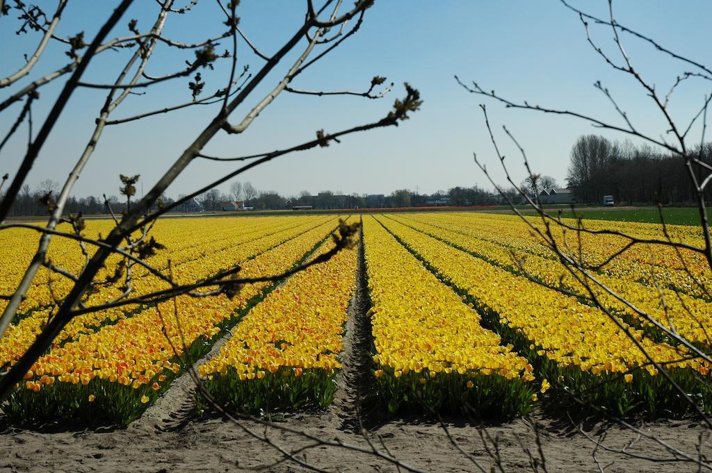 Bed And No Breakfast Joy Bed & Breakfast Noordwijk Luaran gambar